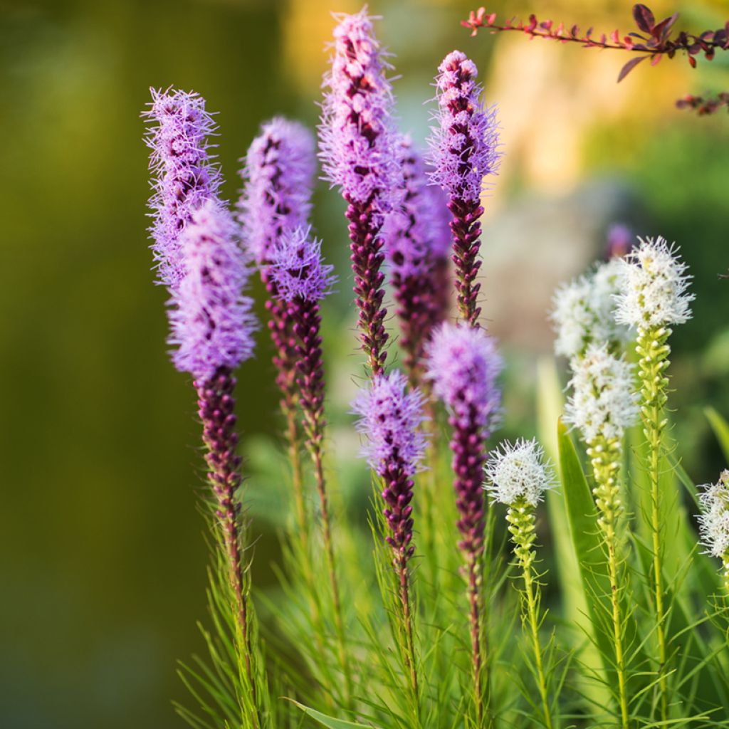 Plume du Kansas ou Liatris spicata Kobold