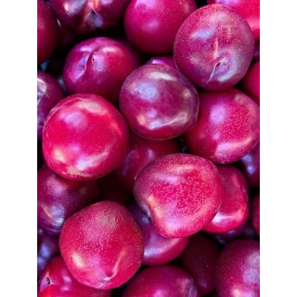 Pluot Pink Candy - Prunus Pluot