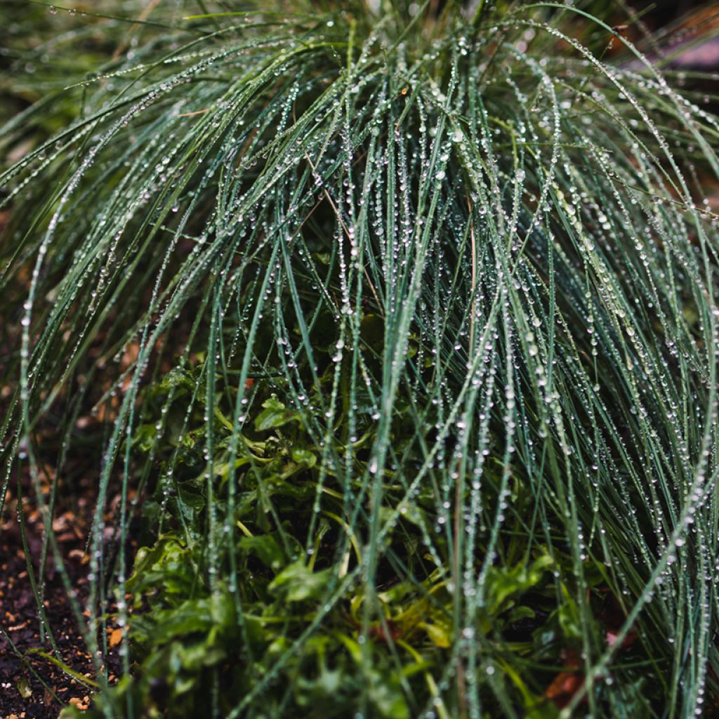 Poa glauca Blue Hills - Pâturin glauque