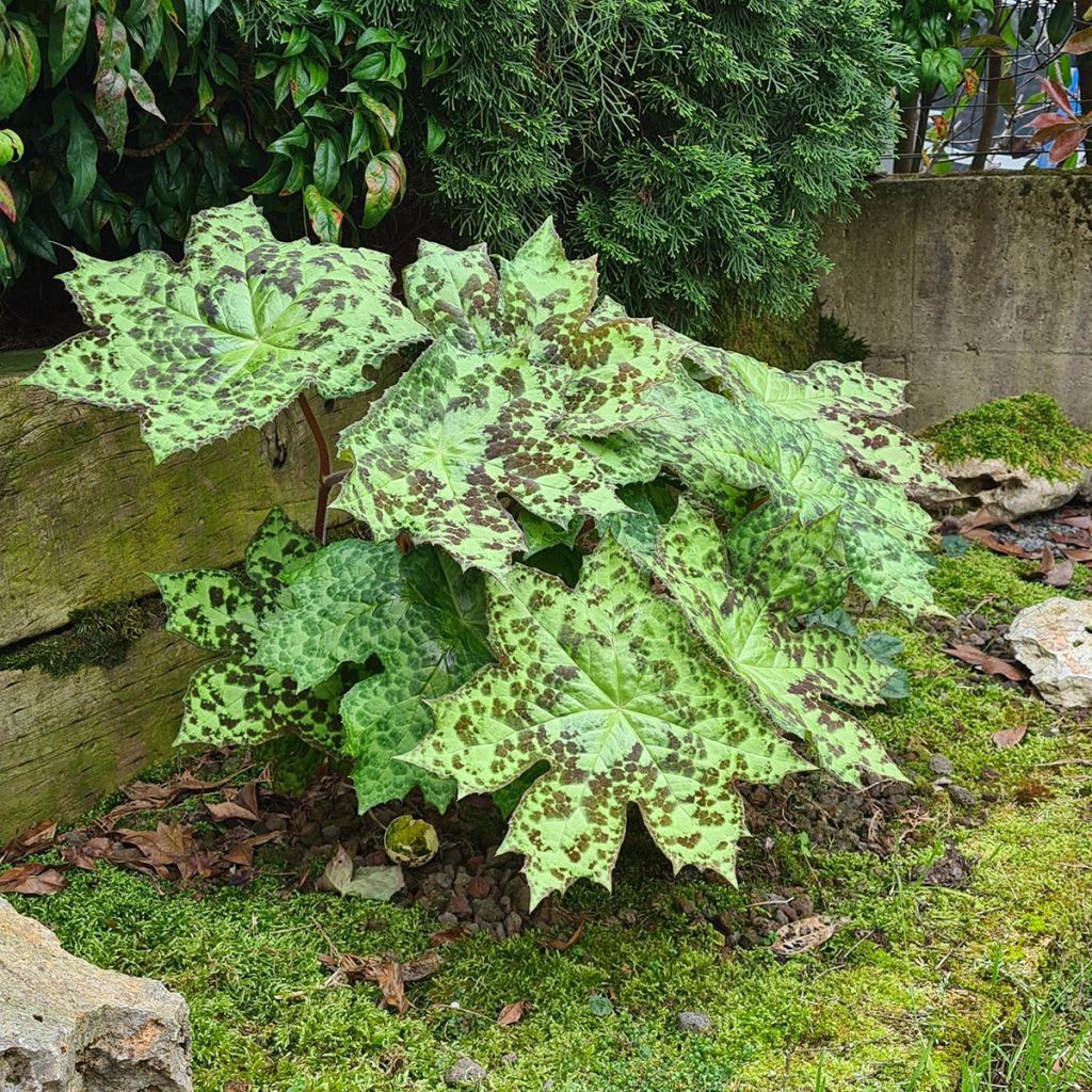 Podophyllum Spotty Dotty - Dysosma