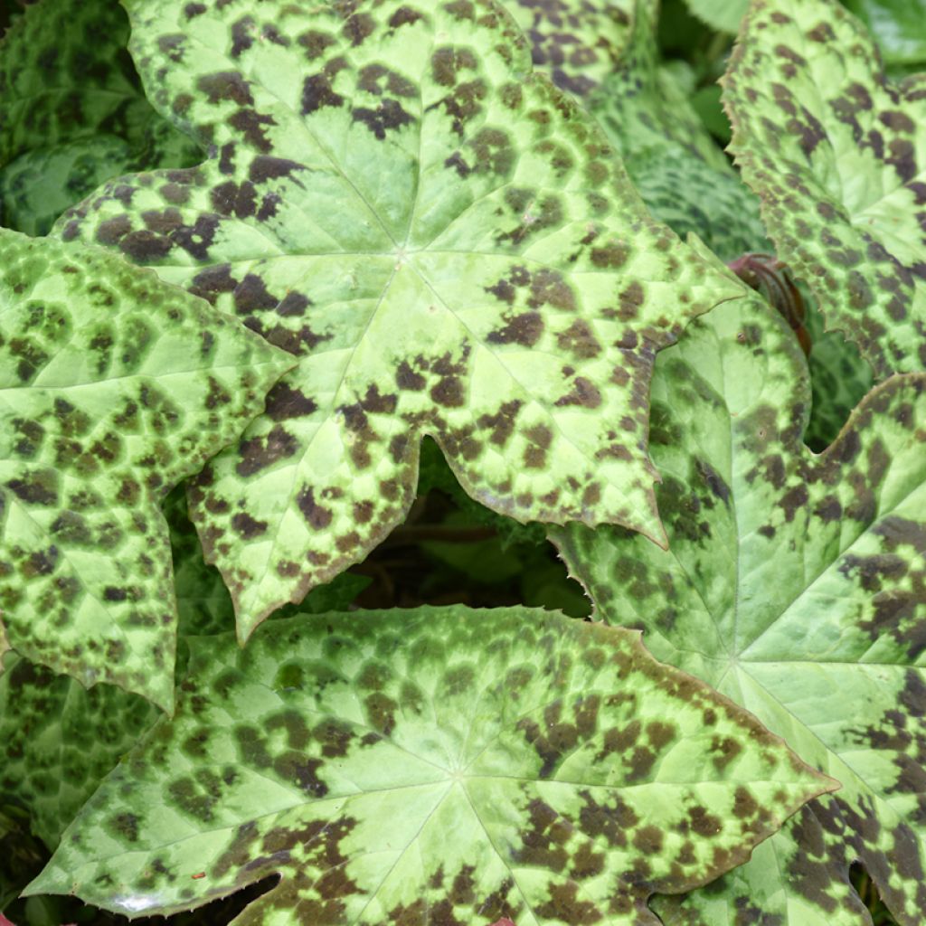 Podophyllum hexandrum, Podophyllum emodi