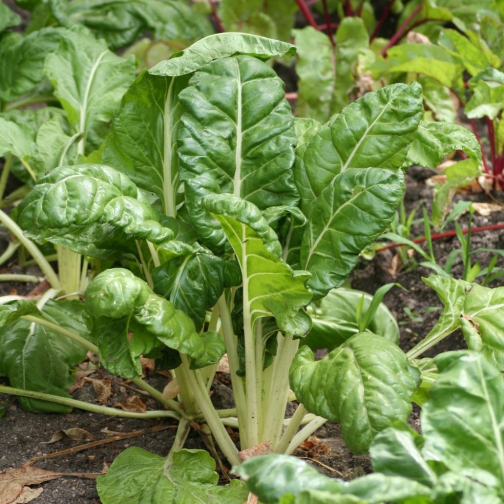 Poirée verte à couper - Vilmorin