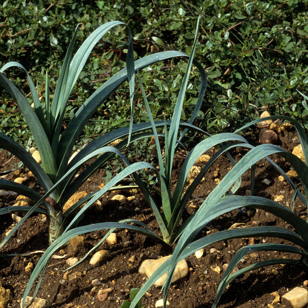 Poireau Bleu de Solaise - Allium porrum