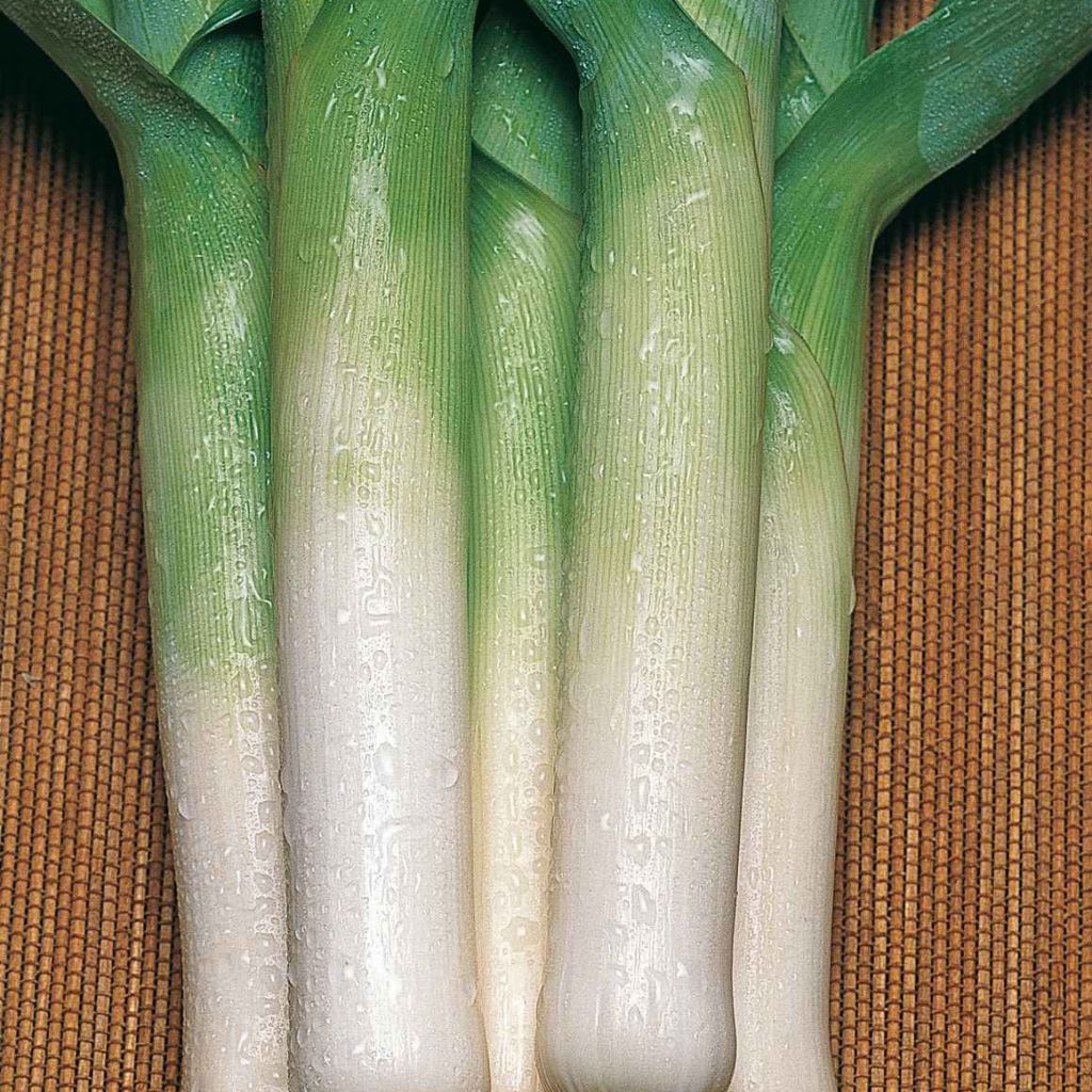 Poireau Méridor