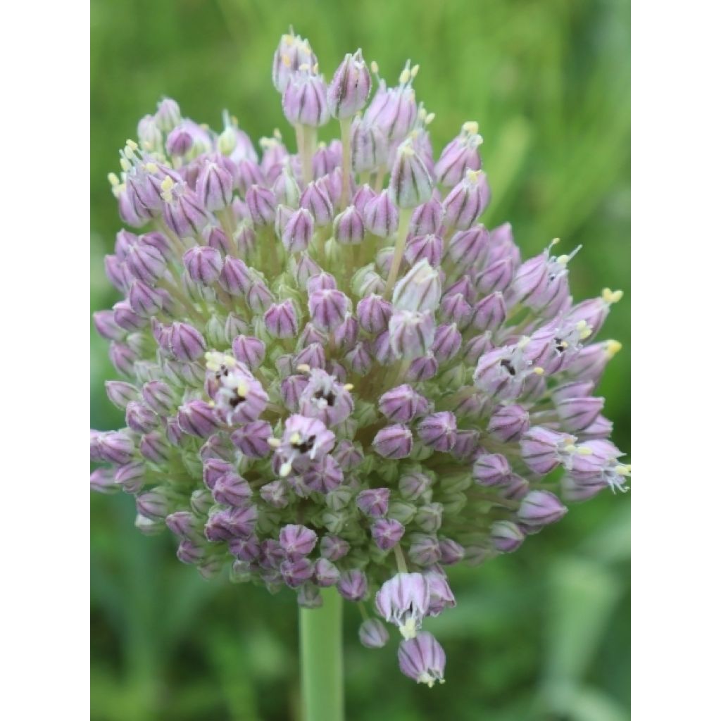 Poireau perpétuel des vignes BIO - Allium ampeloprasum - Poireau vivace