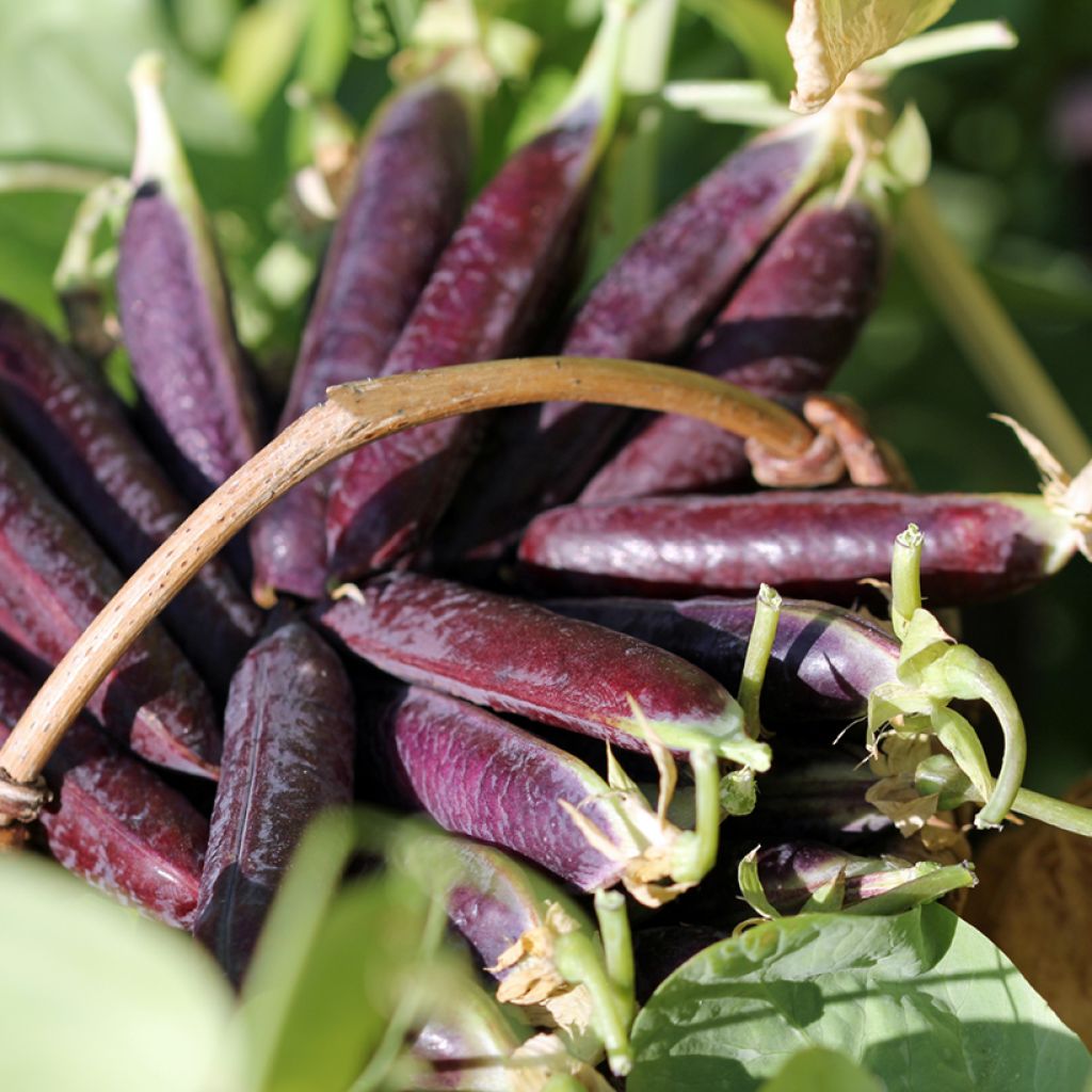 Pois à rames Blauwschokker à cosses violettes - Pisum sativum