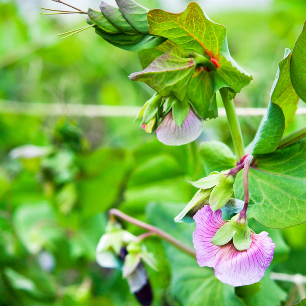 Pois à rames Blauwschokker à cosses violettes - Pisum sativum