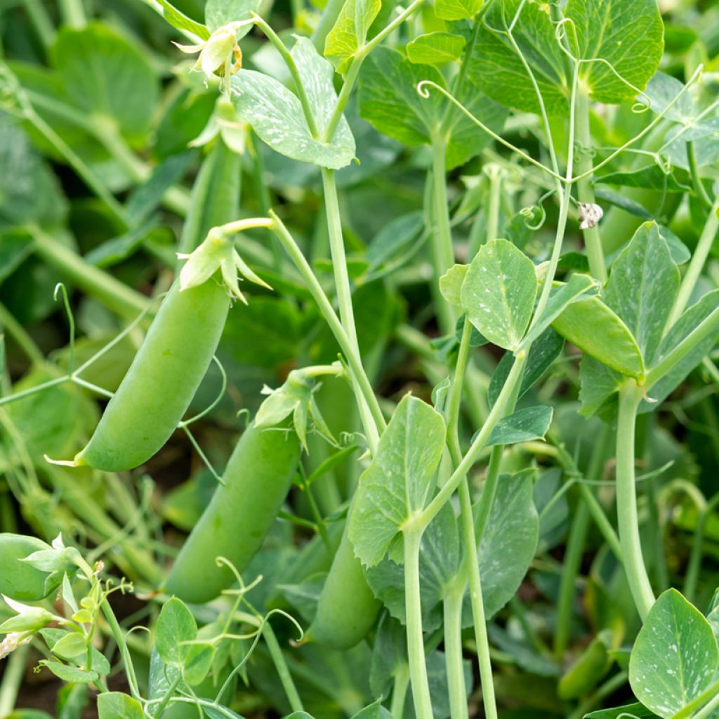 Pois à rames Sugar Snap Delikett - Pois croquant - Pisum sativum