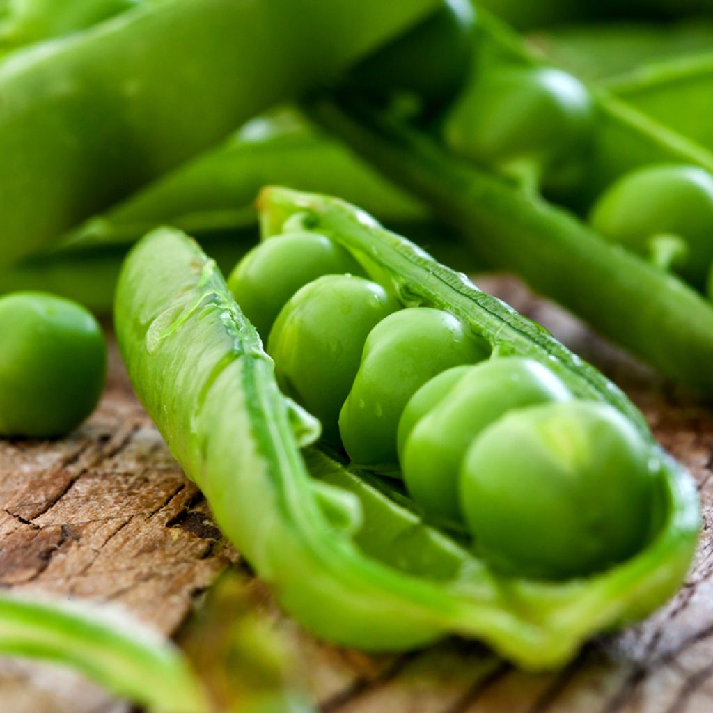 Pois nain Proval Bio - Vilmorin