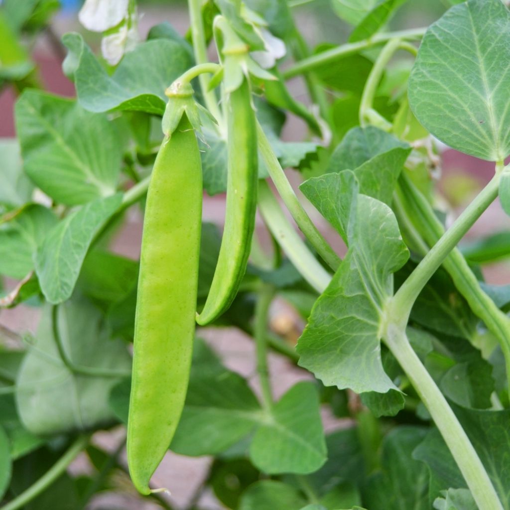 Pois demi-ramant Carouby de Maussane mangetout - Pisum sativum