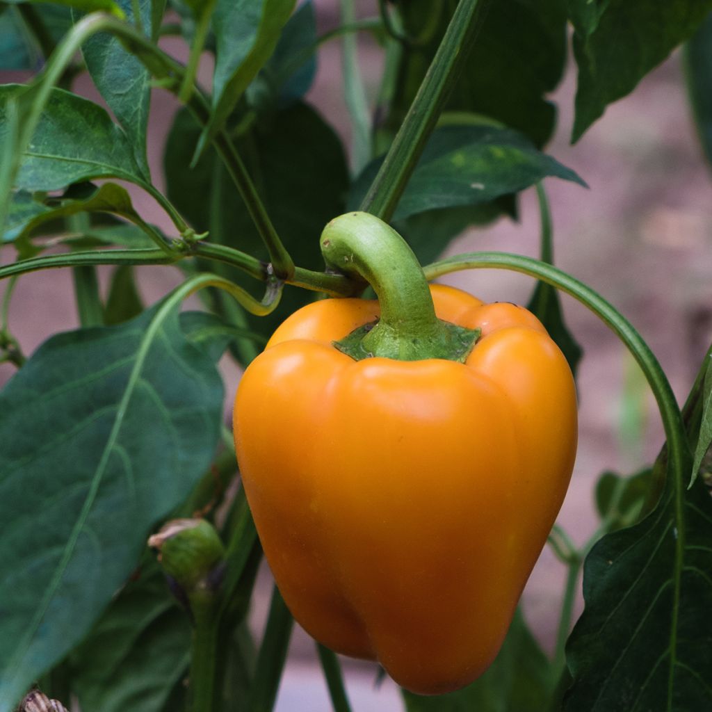 Poivron Deliro F1 - Piment à saveur douce