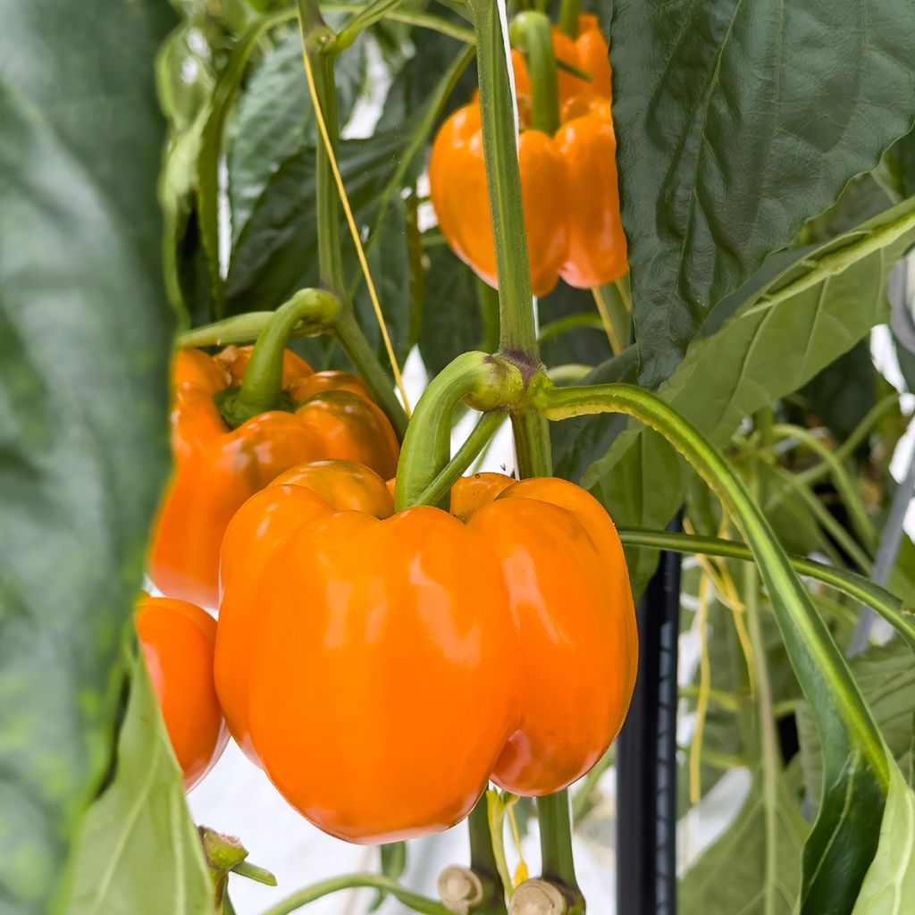 Poivron Golden Calwonder - Piment à saveur douce