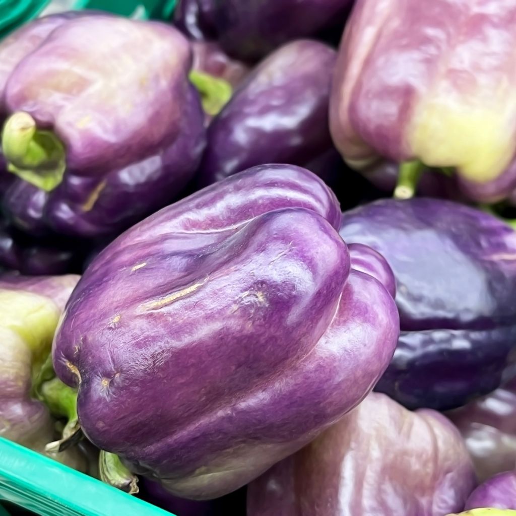 Poivron Purple Bell