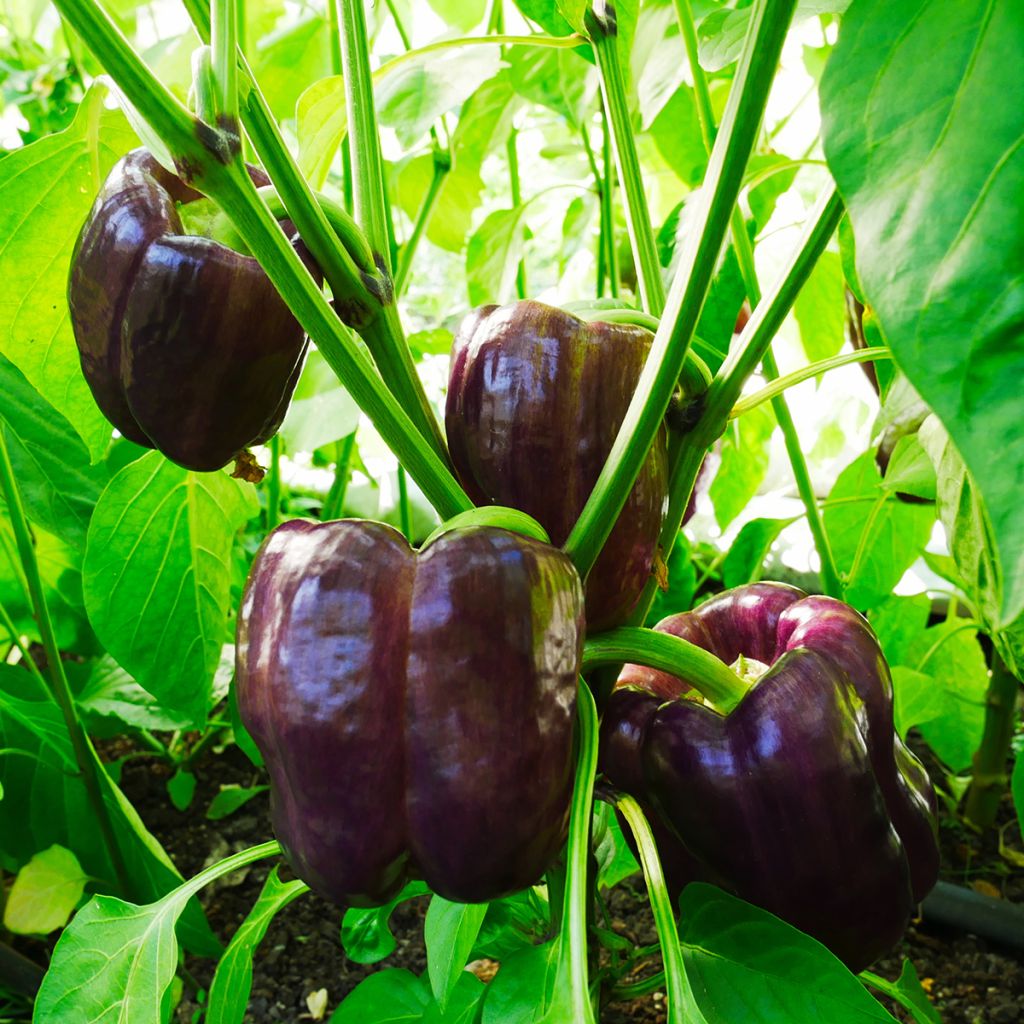 Poivron Purple Bell