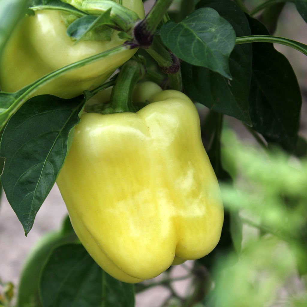 Poivron White Bell