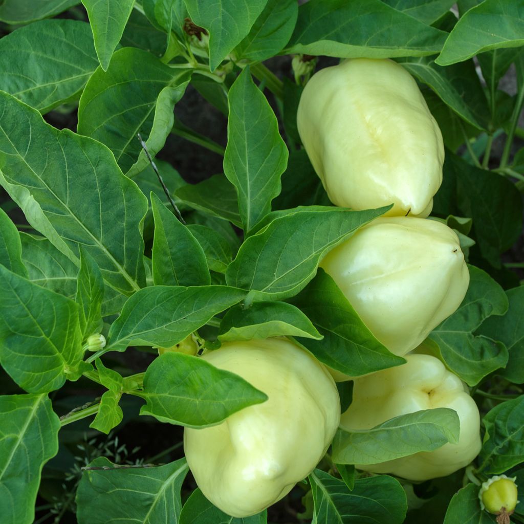 Poivron White Bell