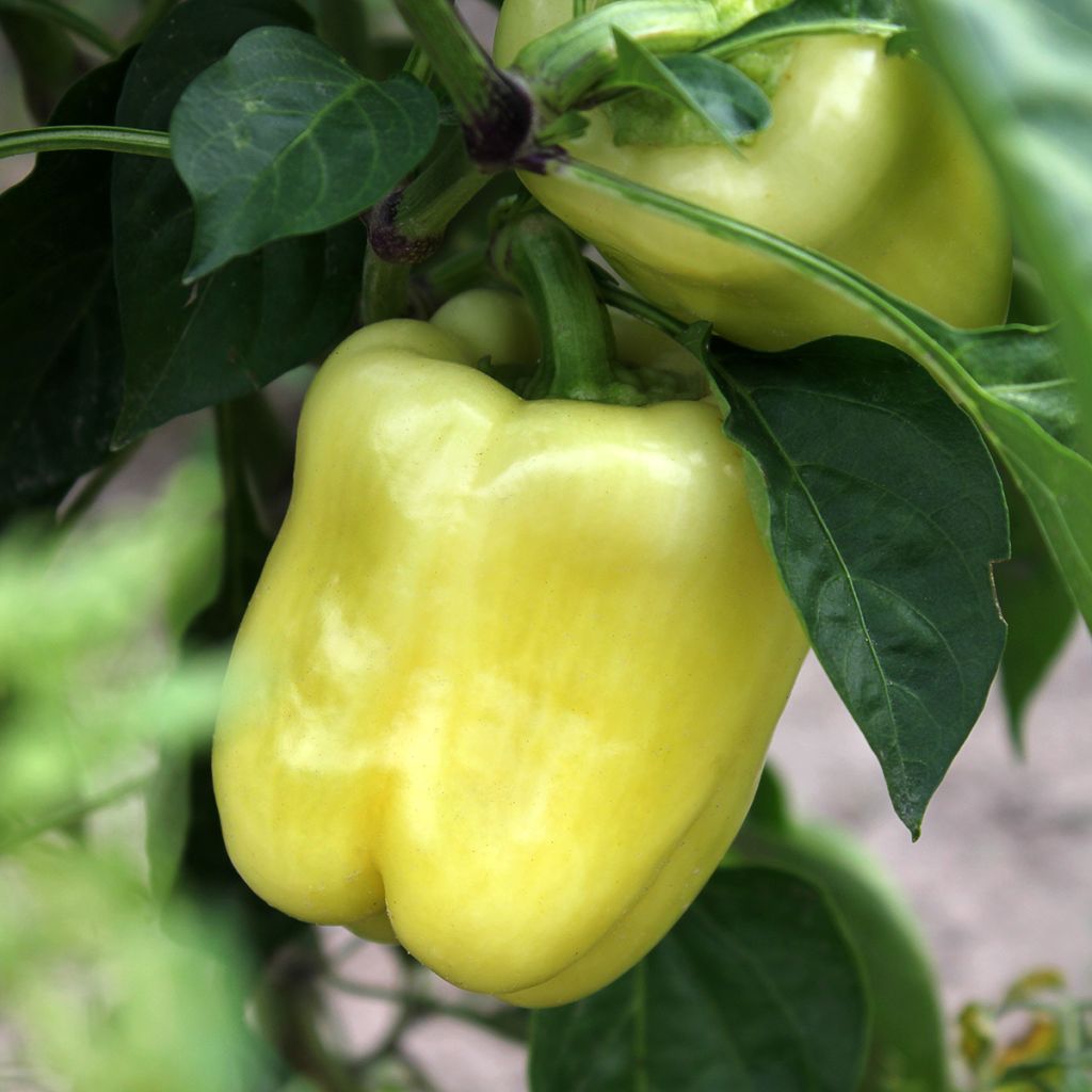 Poivron White Bell