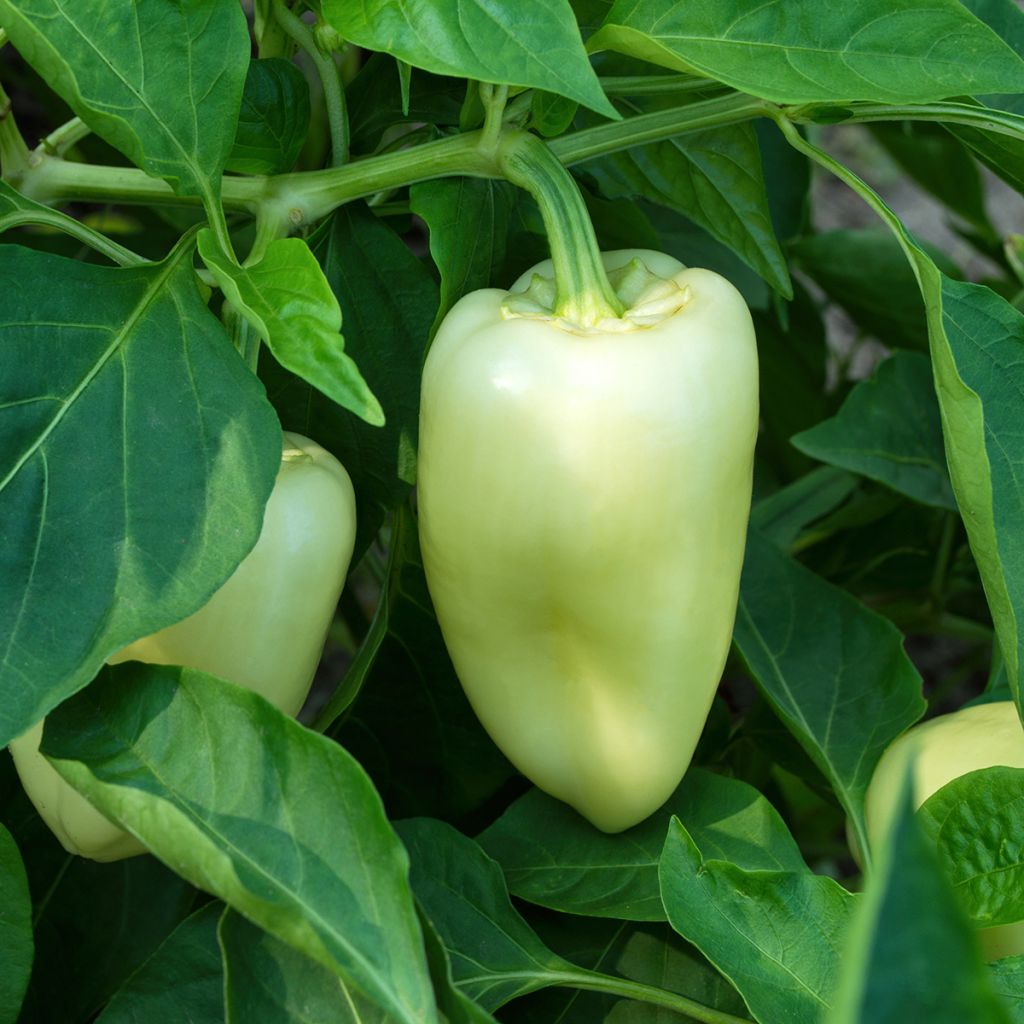 Poivron White Bell