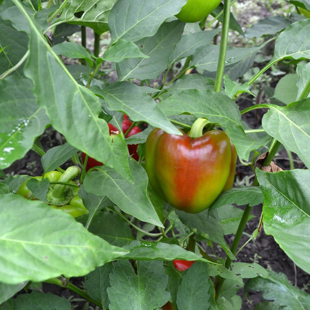 Poivron doux California Wonder BIO