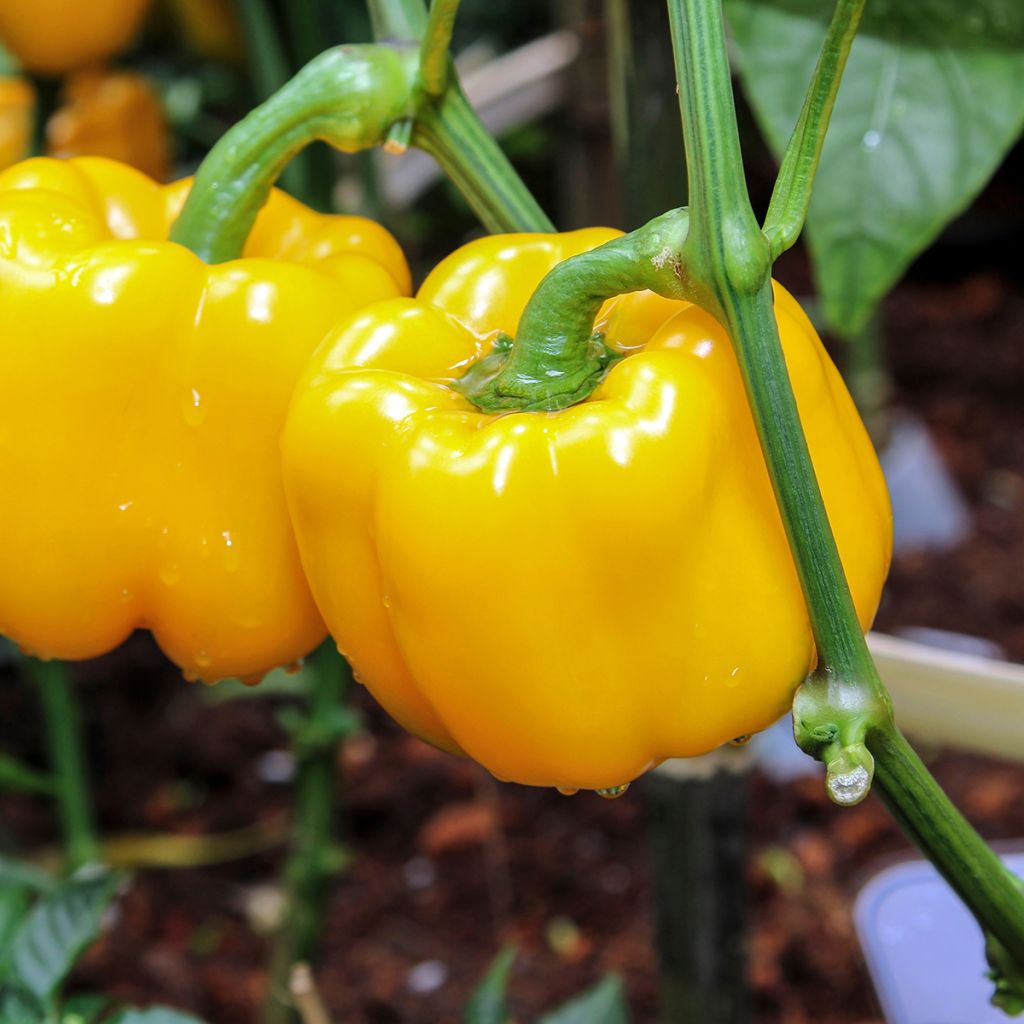 Poivron jaune Yellow California Wonder