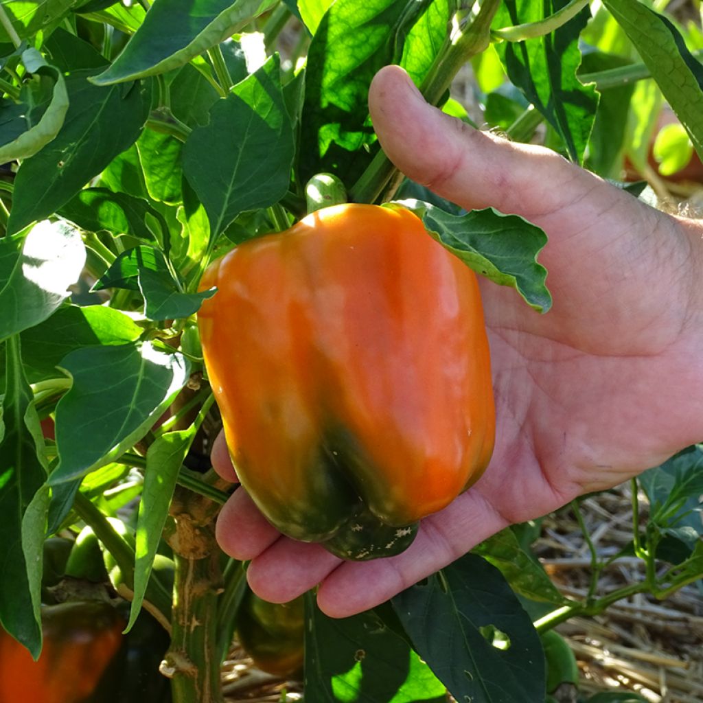 Poivron orange Oreny F1 en plants