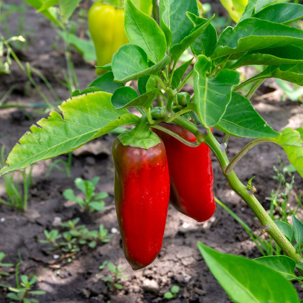Poivron rouge Lamuyo F1 en plants