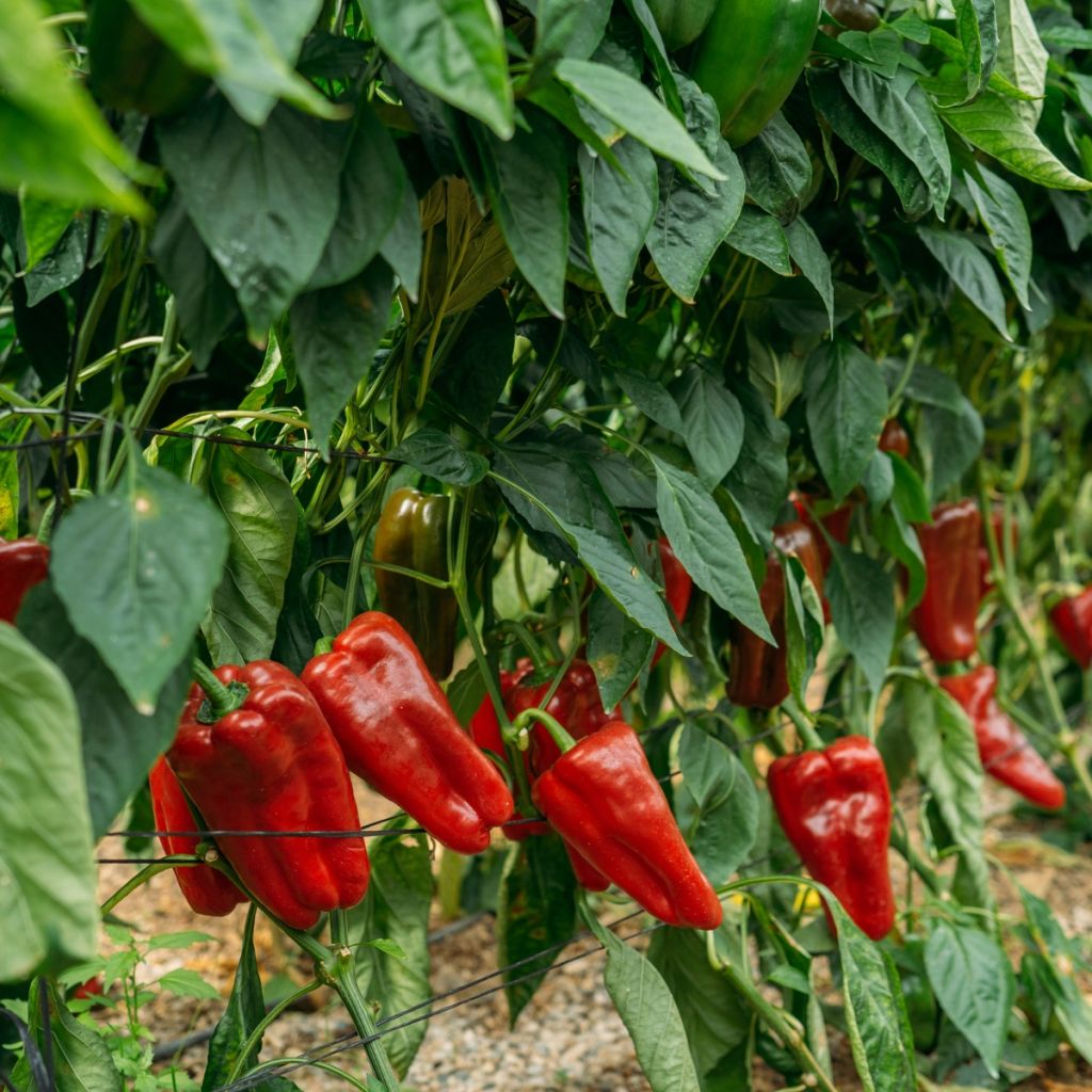 Poivron rouge Lamuyo F1 GREFFE en plants