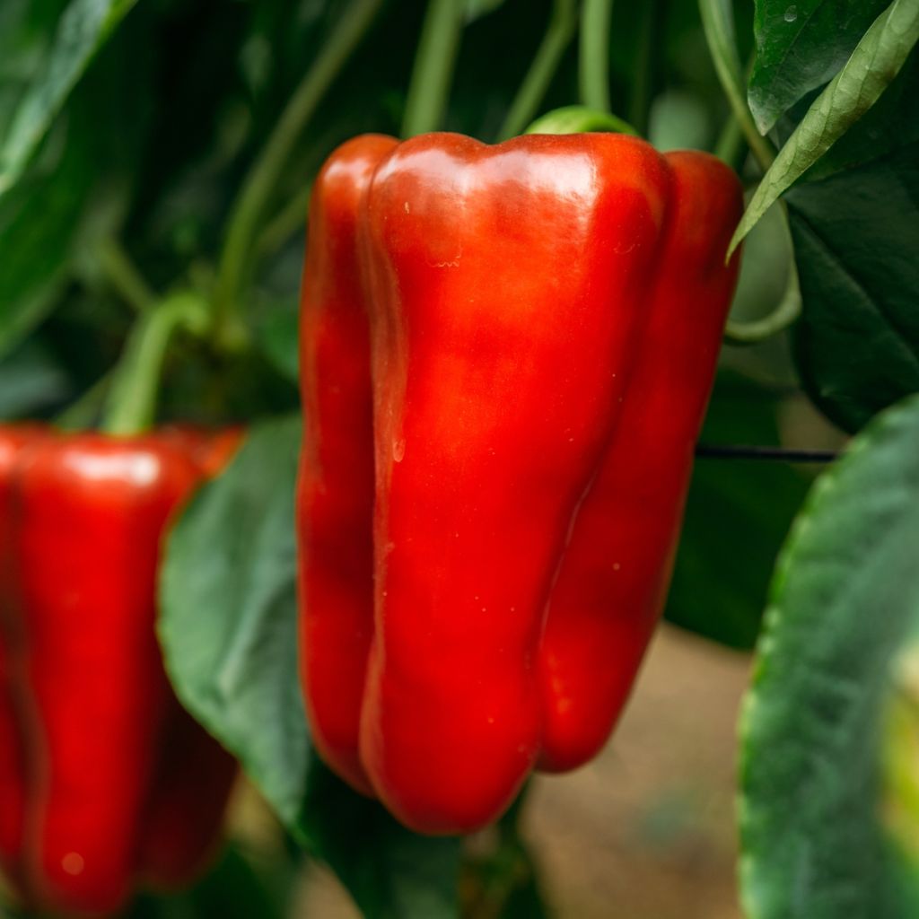 Poivron rouge Lamuyo F1 GREFFE en plants