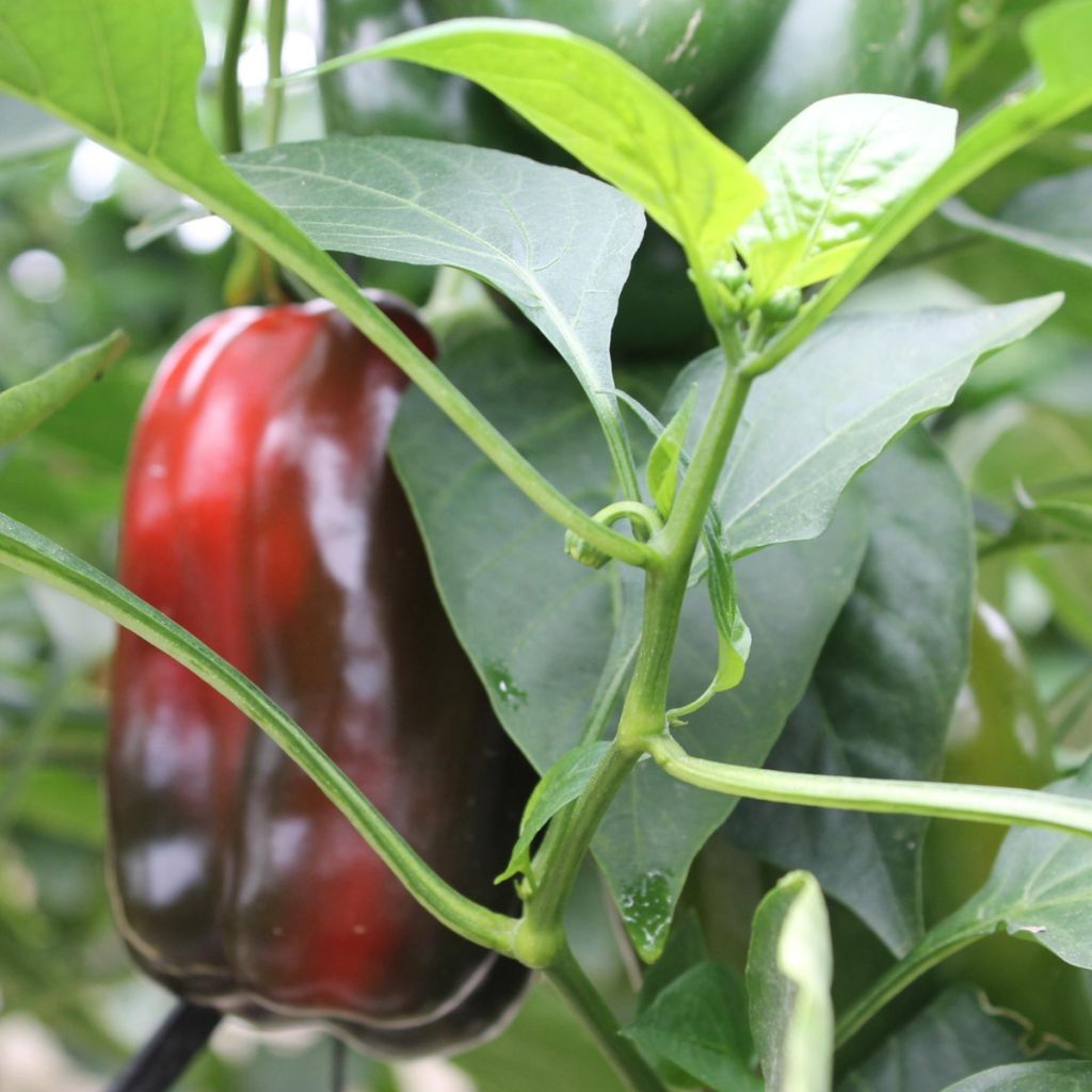 Poivron rouge Lamuyo F1 GREFFE en plants