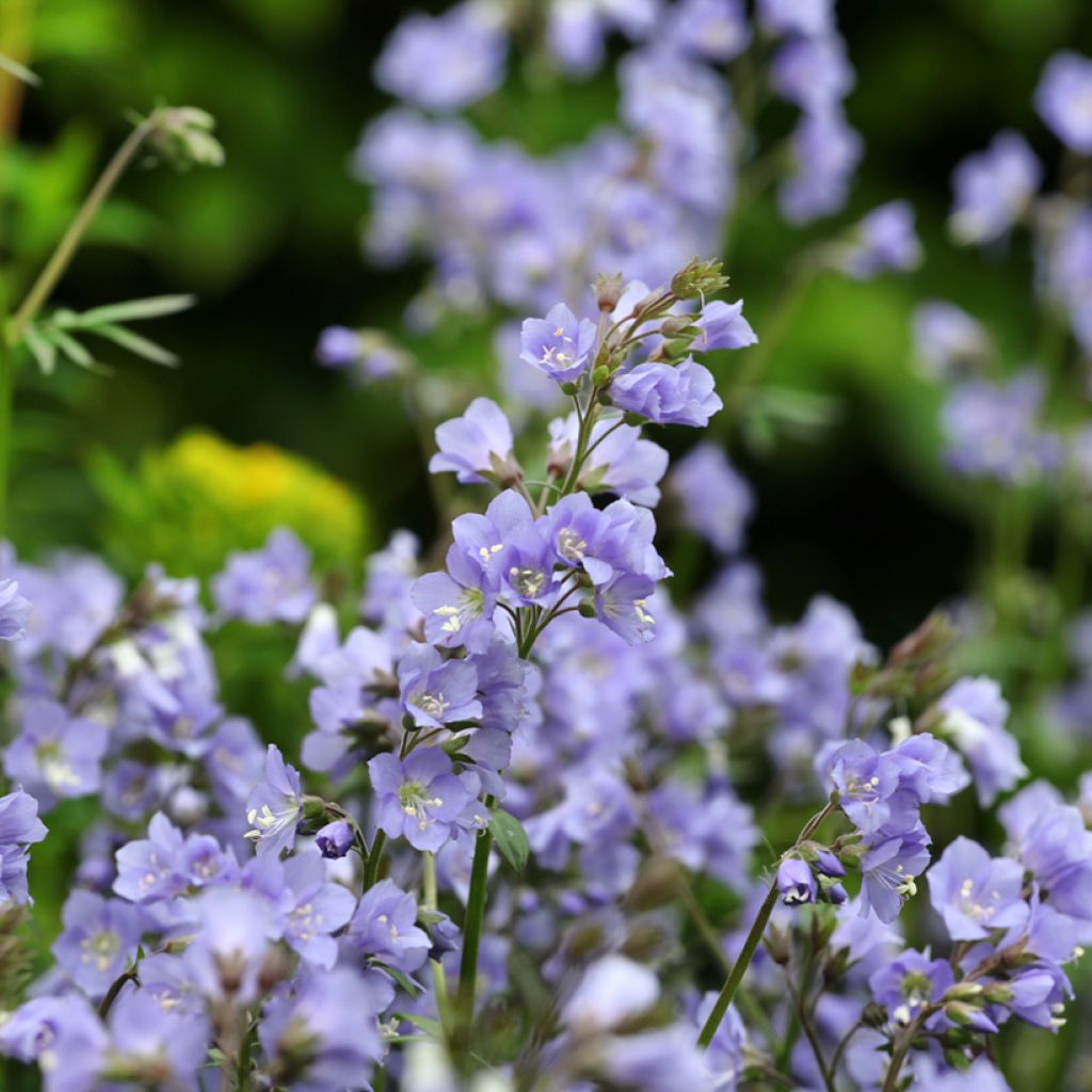 Polemonium Stairway to Heaven