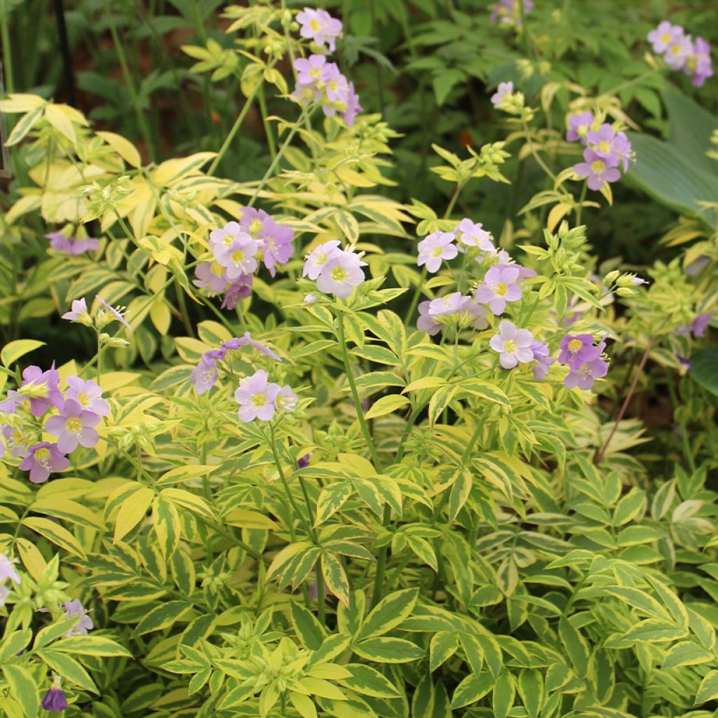 Polemonium pulcherrimum Golden Feathers - Polémoine