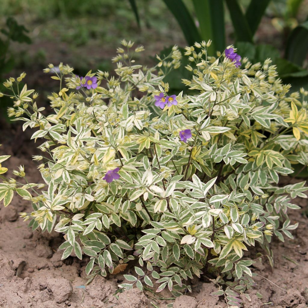 Polemonium pulcherrimum Golden Feathers - Polémoine