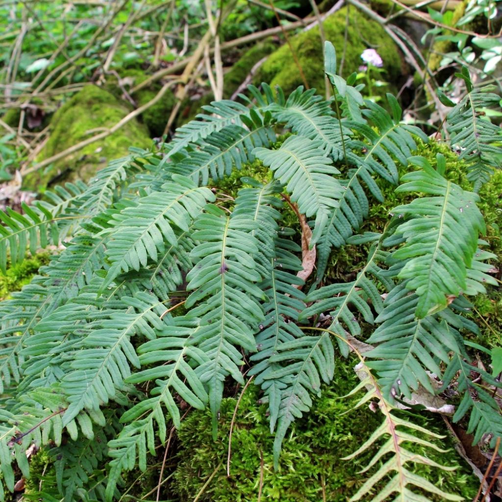 Polypodium vulgare - Fougère persistante