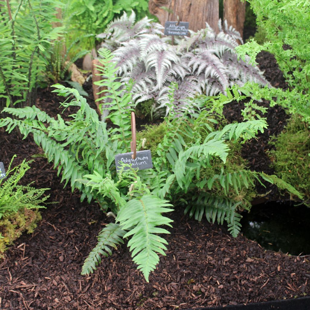 Polystichum munitum - Fougère