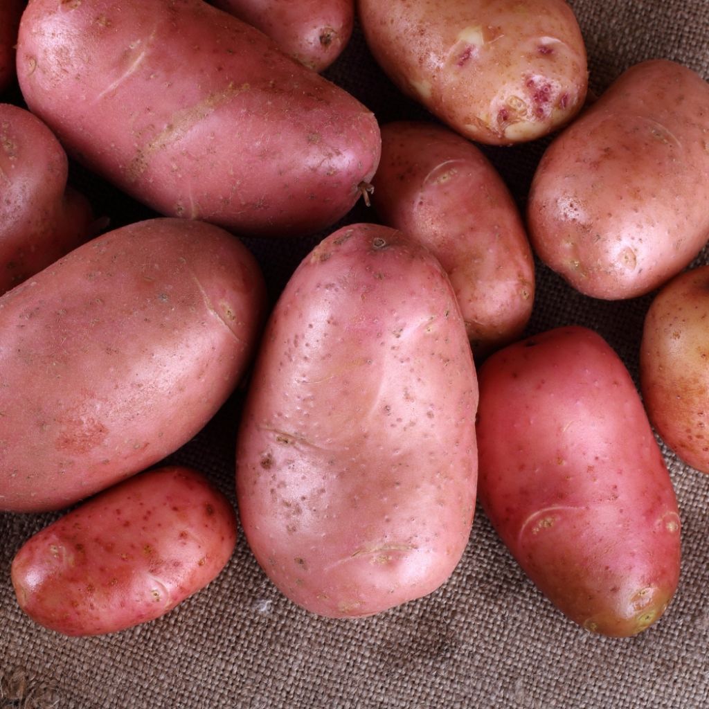 Pommes de terre Cherie - Solanum tuberosum
