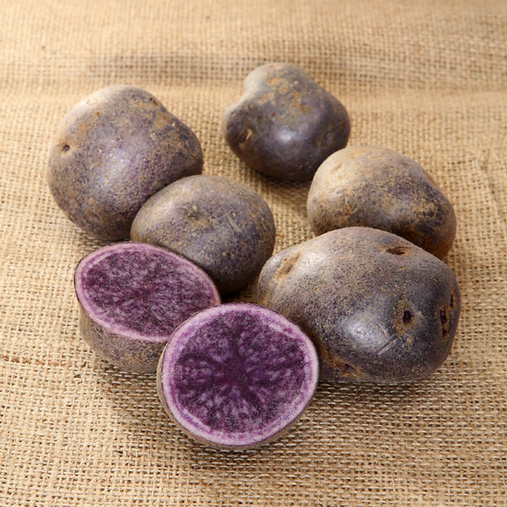 Pommes de terre Bleue d'Artois - Solanum tuberosum