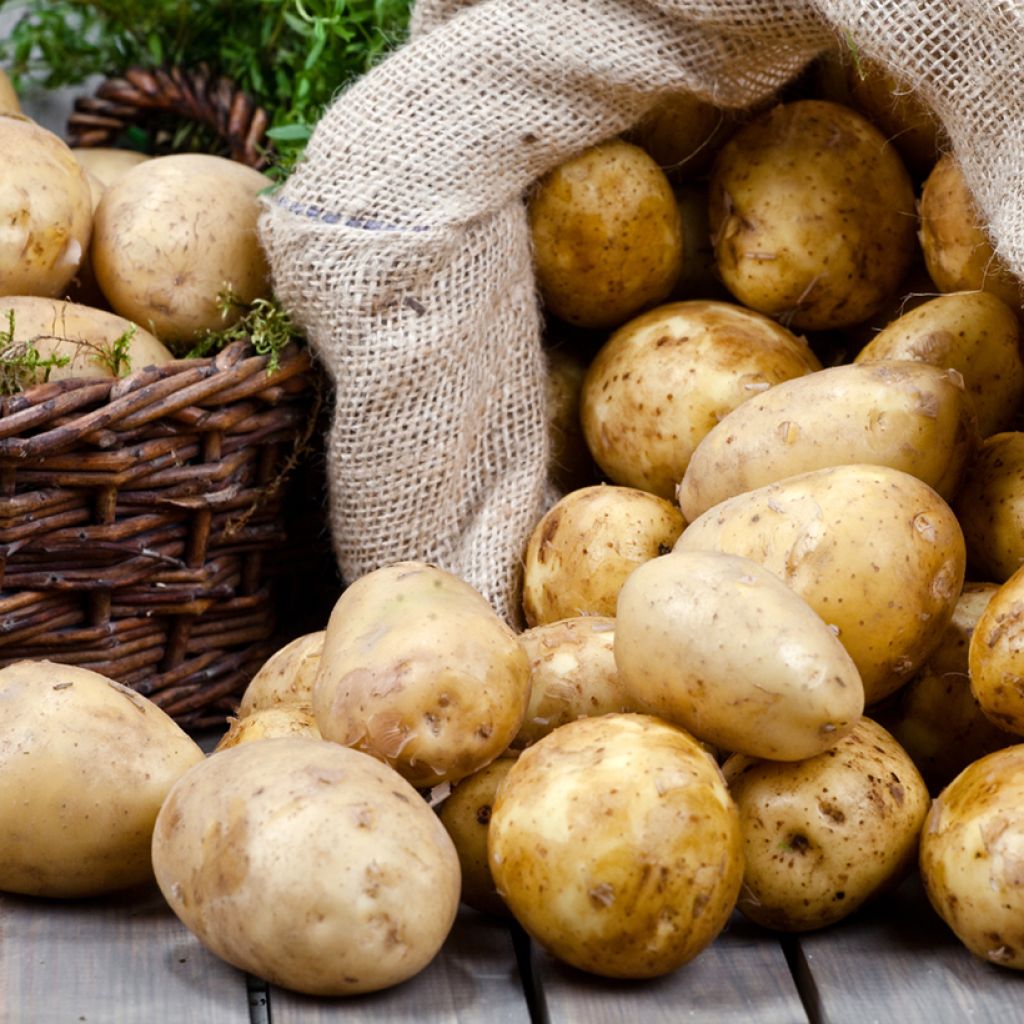 Pommes de terre Jazzy