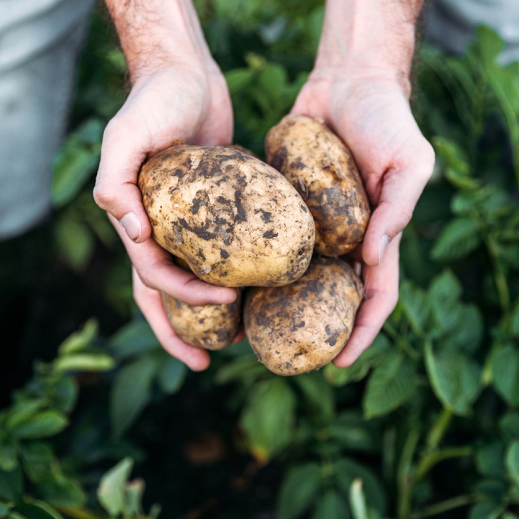 Pommes de terre Laurette en plants - Solanum tuberosum
