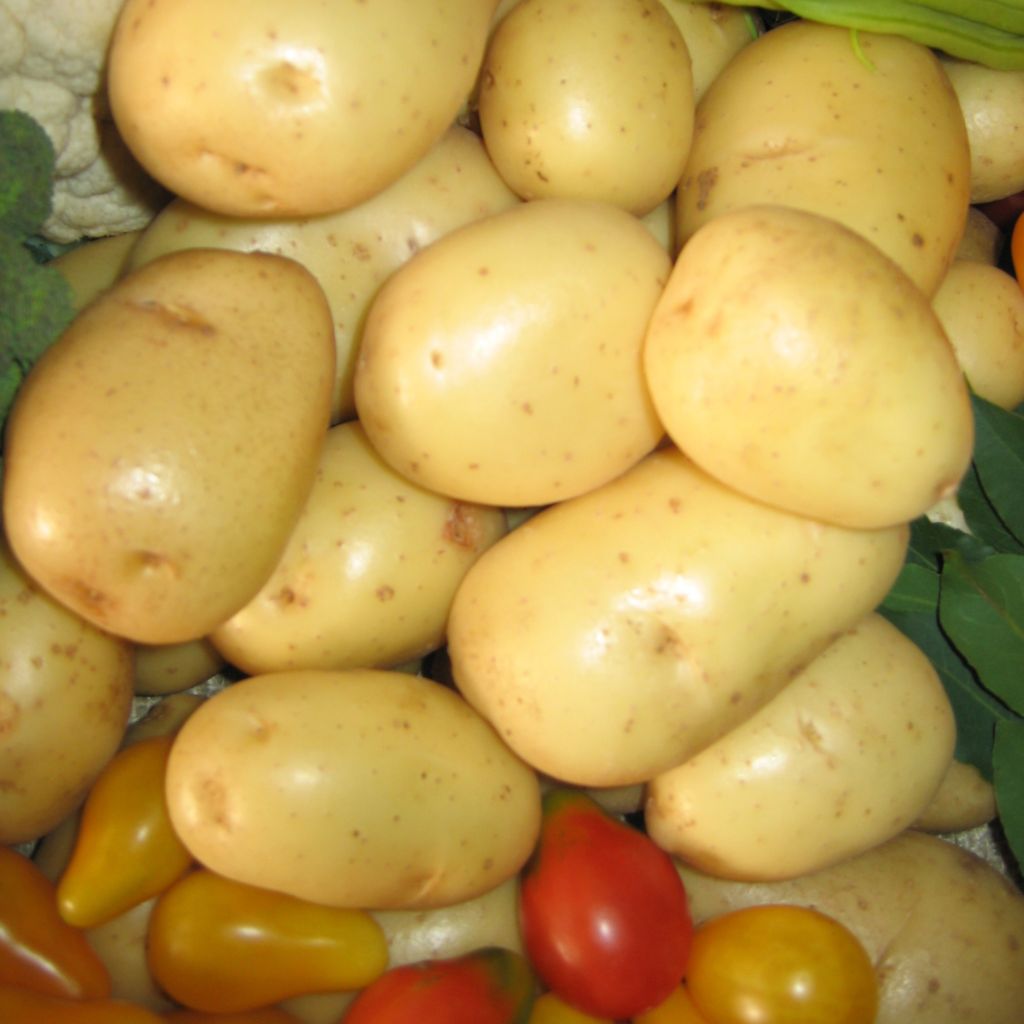Pommes de terre Mona Lisa - Sac de 25 plants