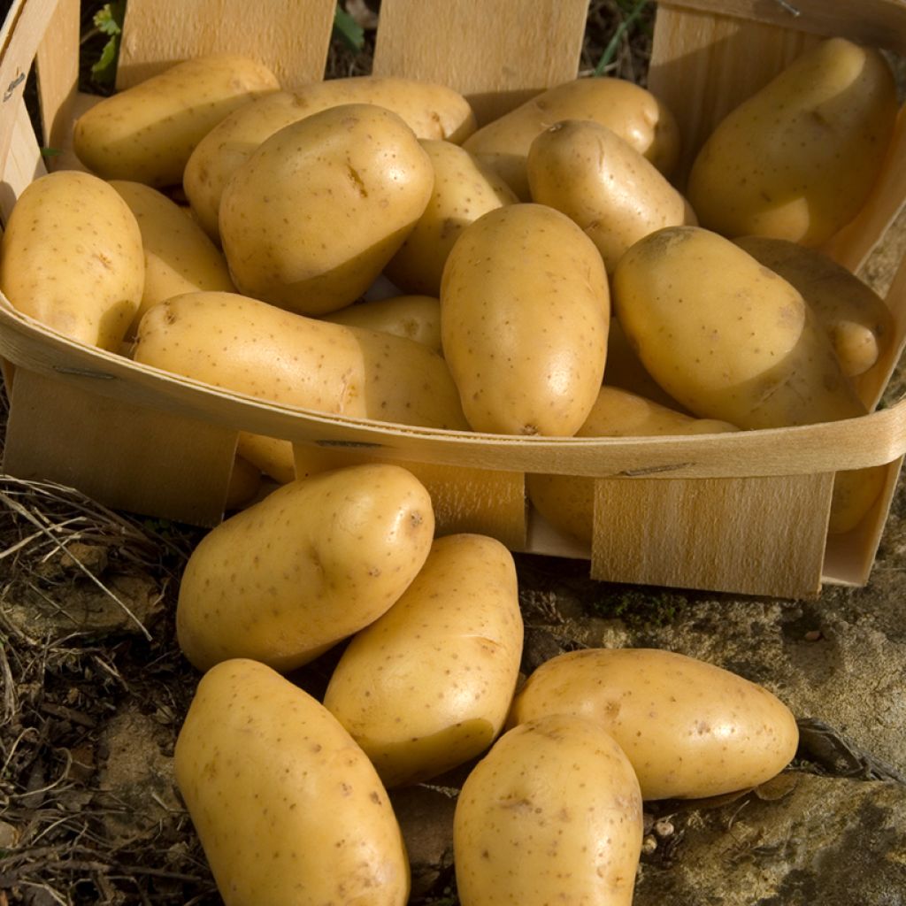 Pommes de terre Pompadour - Solanum tuberosum
