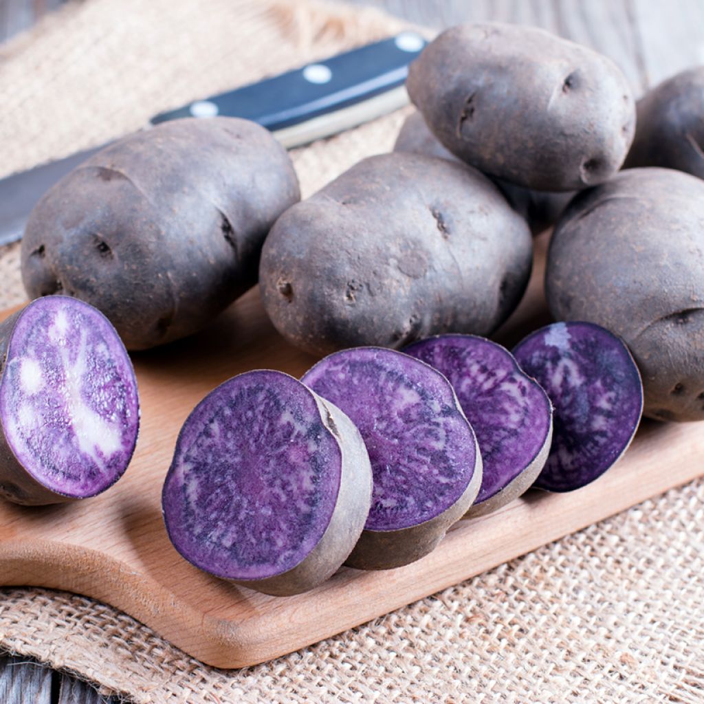 Pommes de terre Ulysse Bio - Solanum Tuberosum