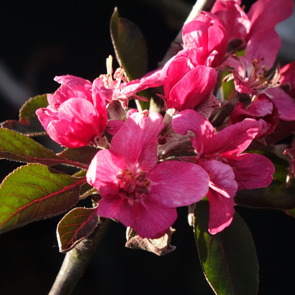Pommier Blush rosette - pomme sanguine