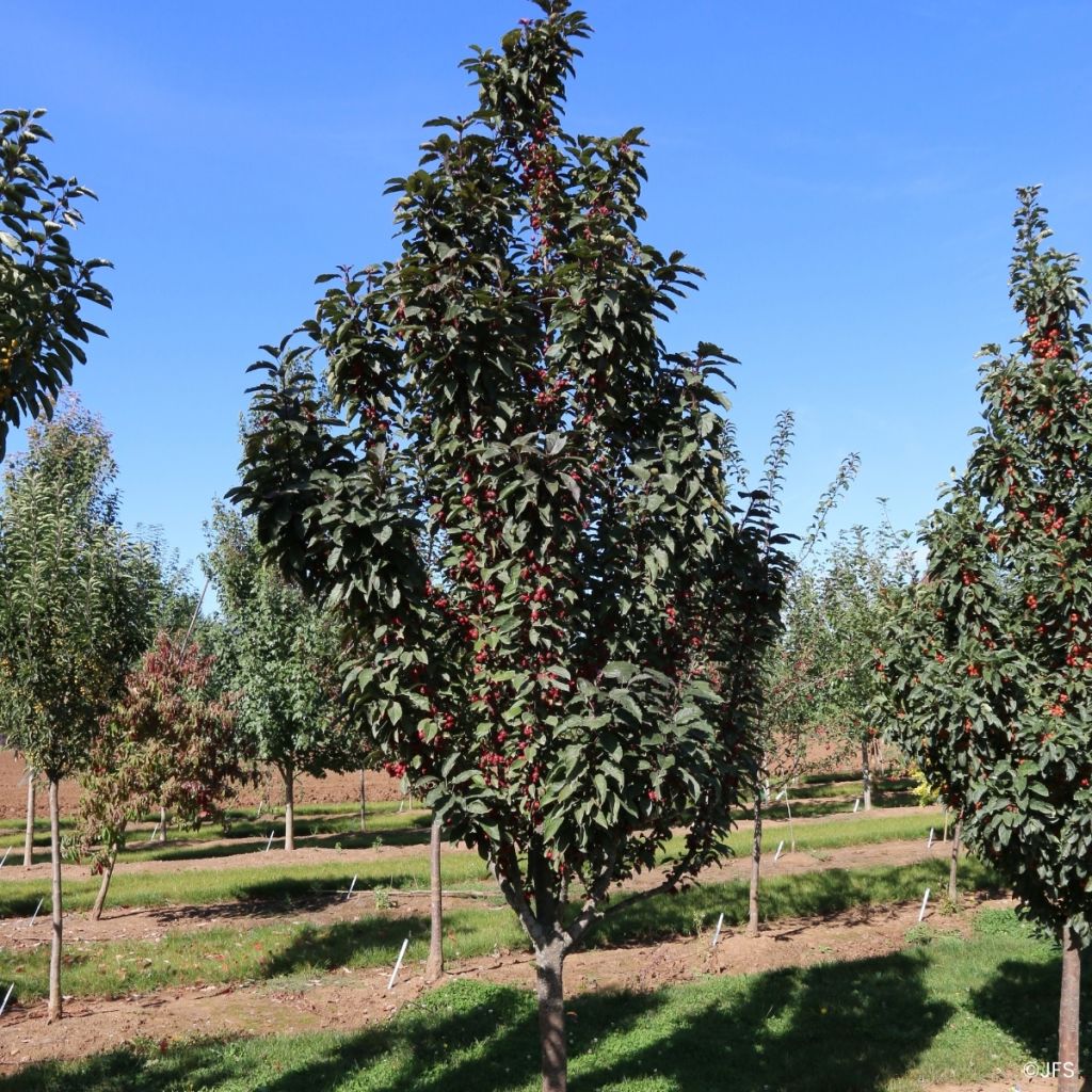 Pommier d'ornement - Malus Raspberry Spear