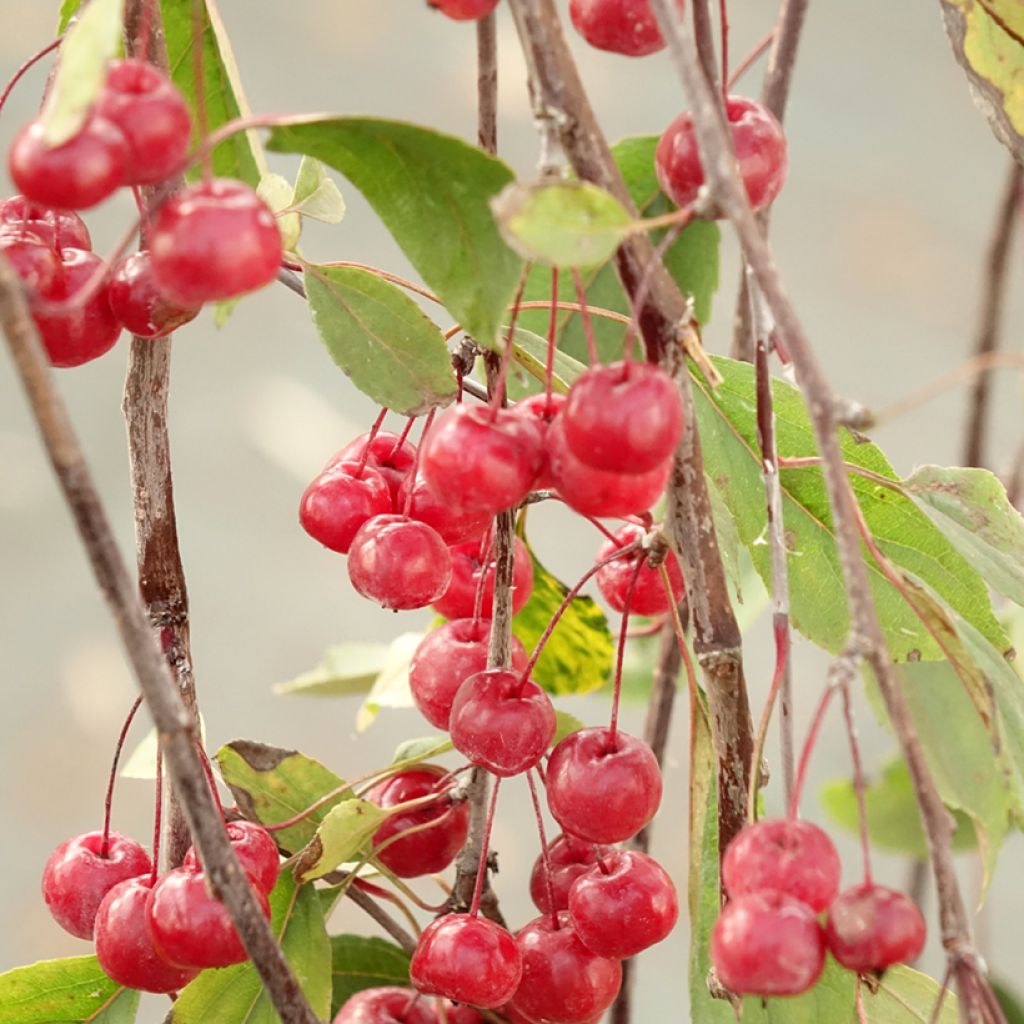 Pommier d'ornement - Malus Royal Beauty