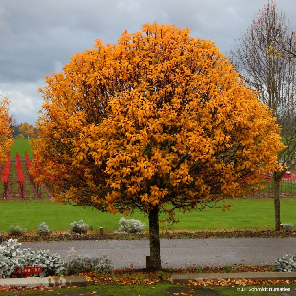 Pommier d'ornement - Malus JFS Sparkling Sprite