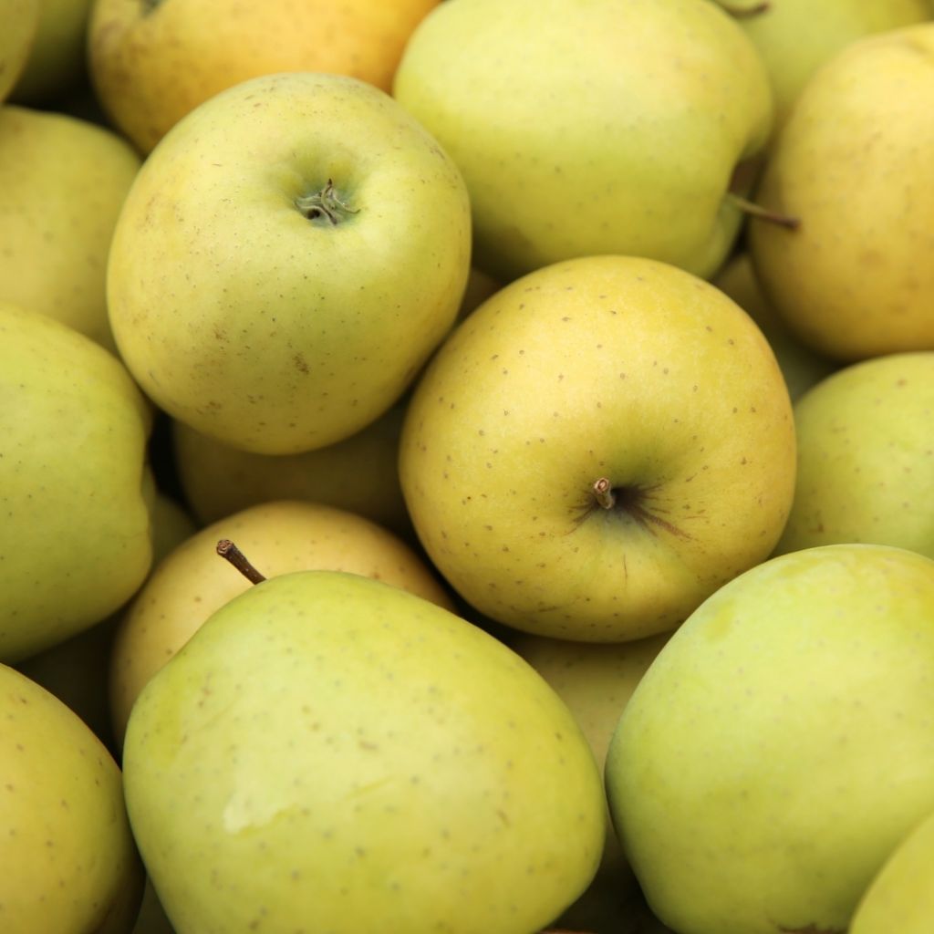 Pommier Golden Delicious
