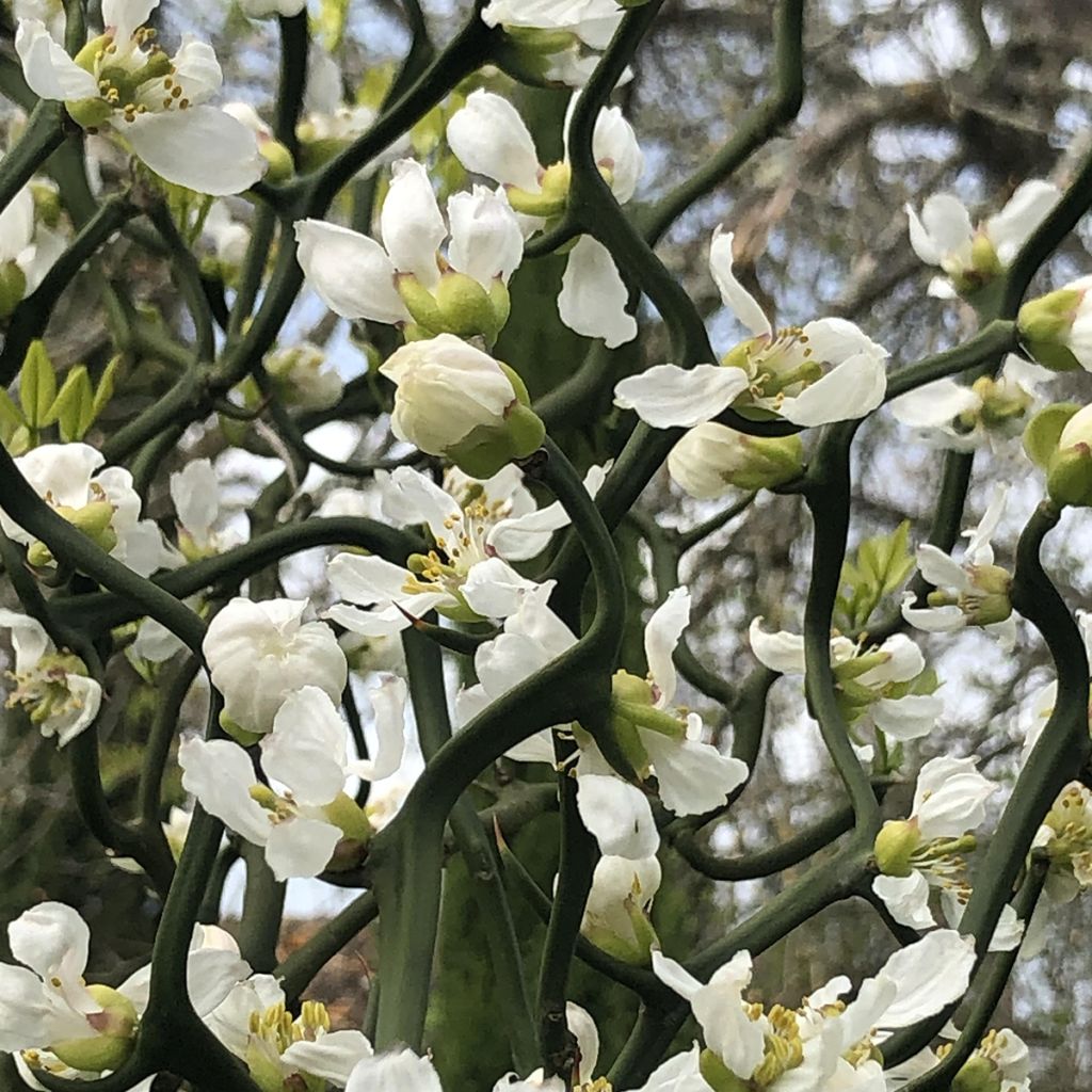 Poncirus trifoliata Flying Dragon - Citronnier tortueux