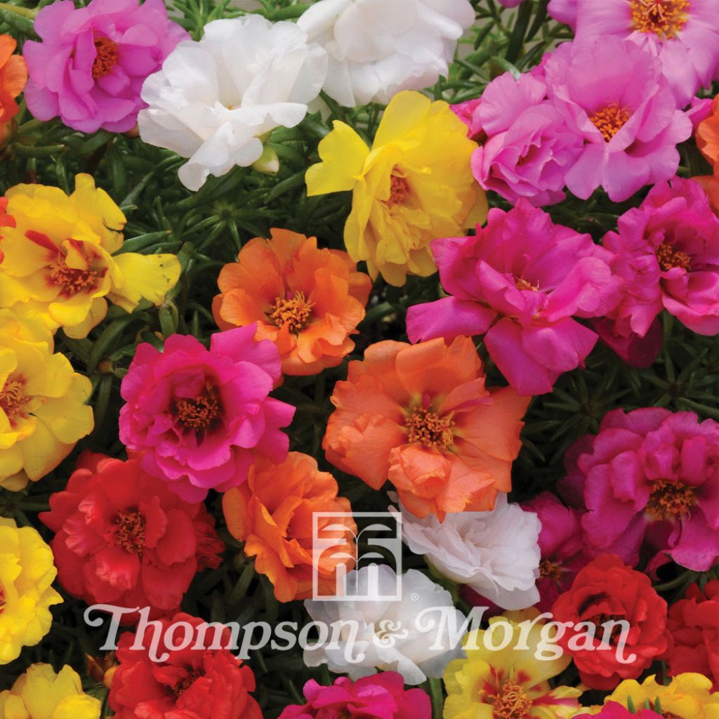 Portulaca Grandiflora Happy Hour Mixture
