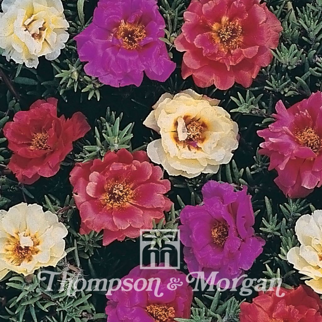 Portulaca Grandiflora Kariba Mixed F2 Hybrid 