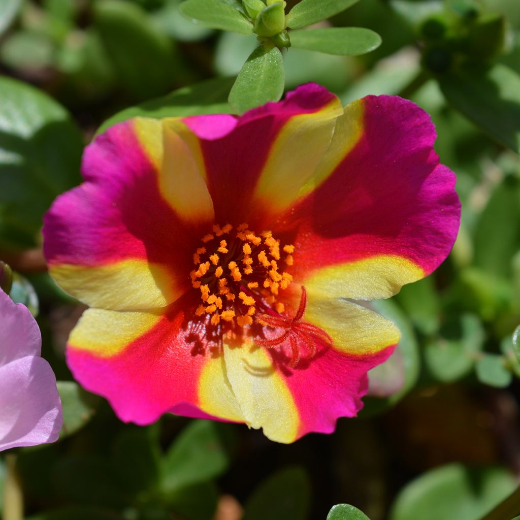 Portulaca Campino Twist Pink - Pourpier annuel